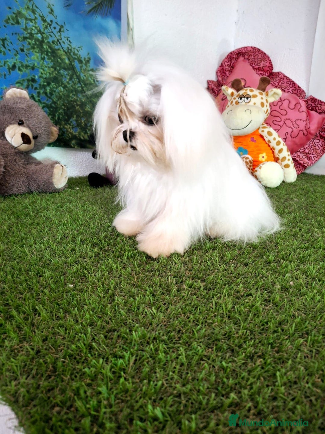 Bichón Maltés perros en venta: Bichon maltes - Imagen 2