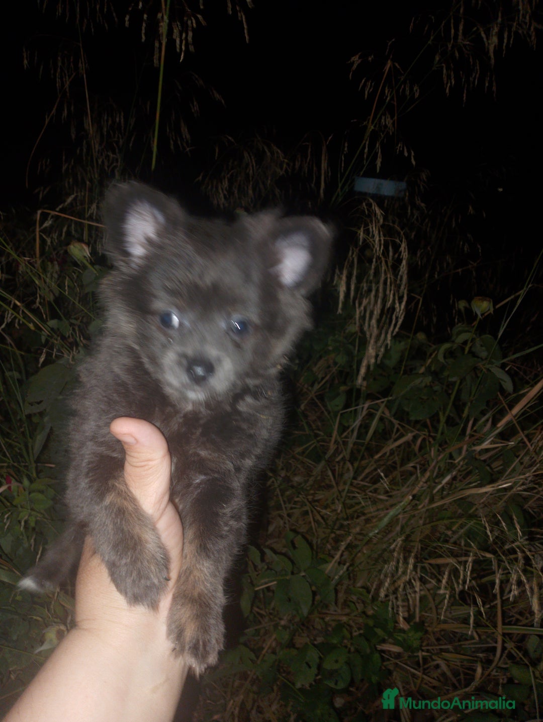 Pomerania perros en venta: Pomchis madre pomchi padre pomerania toy  en Madrid - Imagen 2