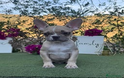 Bulldog Francés perros en venta: Bulldog francés macho crema disponible  - Imagen 1