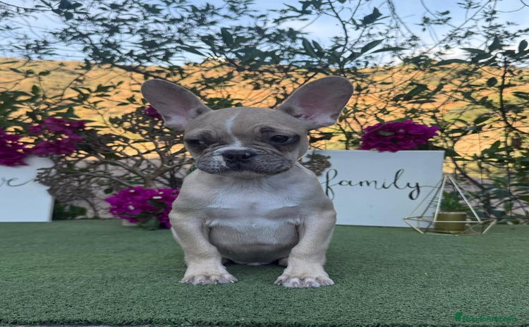 Bulldog Francés perros - Anuncio 7
