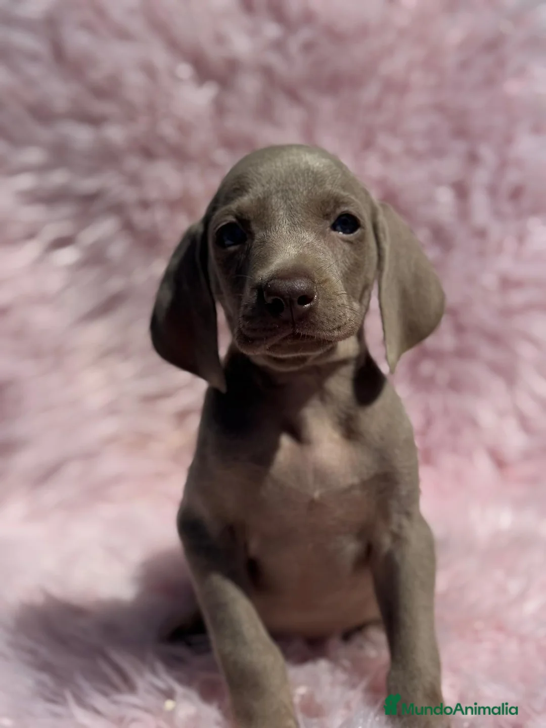 Weimaraner perros en venta: PRECIOSA HEMBRA BRACO DE WEIMAR en Barcelona - Anuncio 2