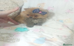 Pomerania perros en venta: ‼️POMERANIAS TAMAÑO TOY - Imagen 3