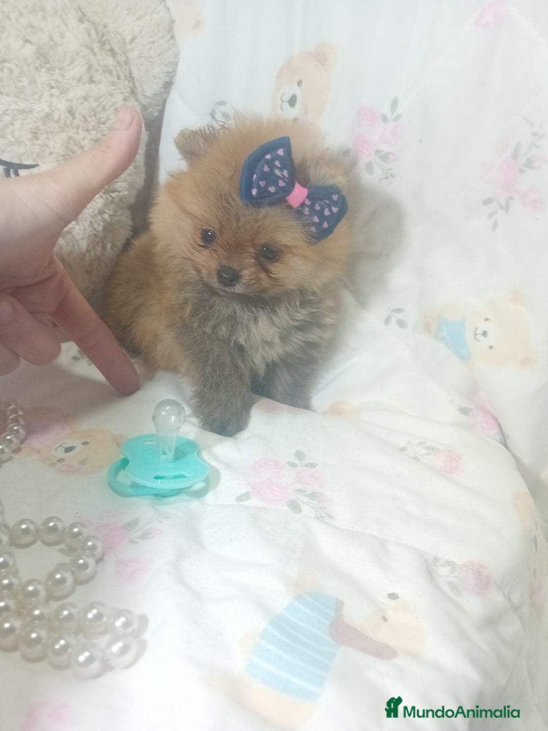 Pomerania perros en venta: ‼️POMERANIAS TAMAÑO TOY - Imagen 3