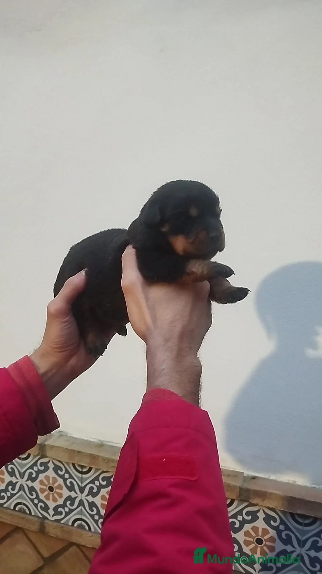 Rottweiler perros en venta: Rottweiler  - Anuncio 6