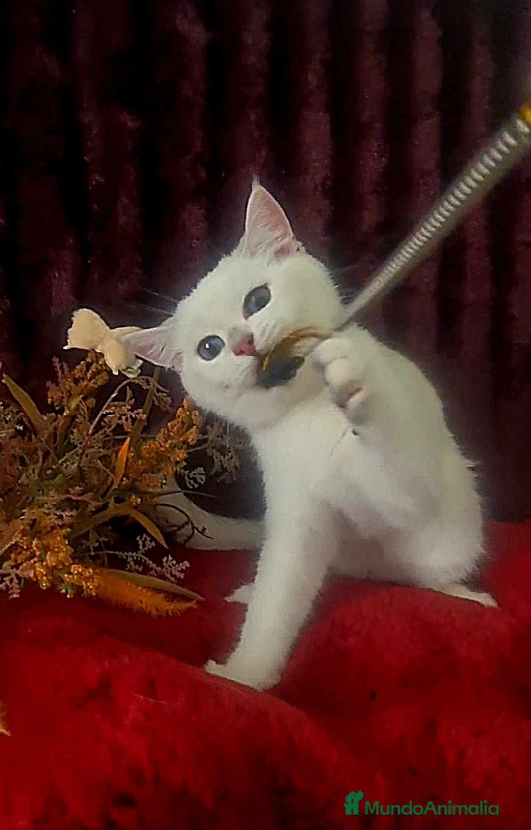 Imagen de galería {{count}}