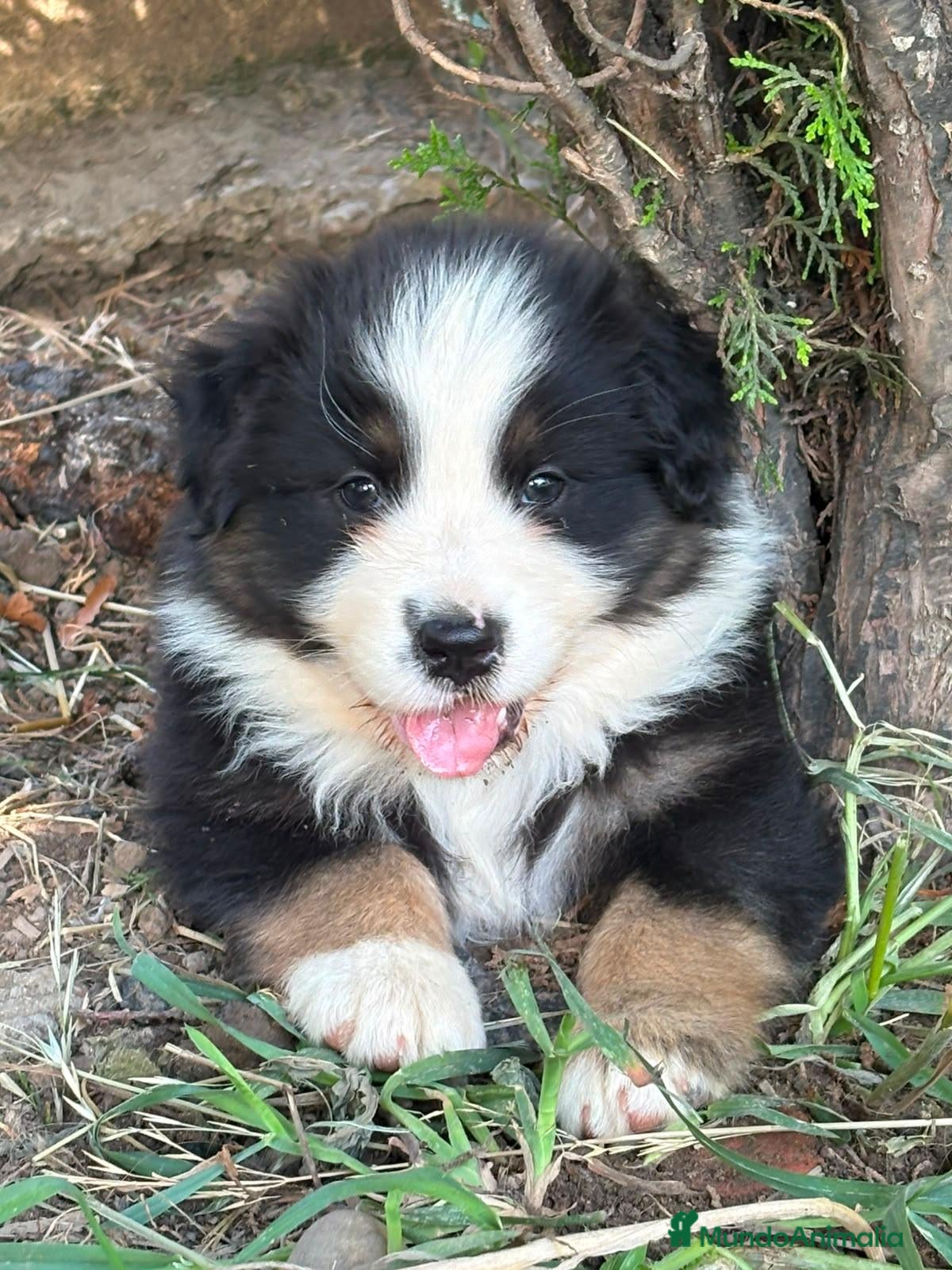 Pastor Australiano perros en venta: Excelente camada de Pastor Australiano  - Anuncio 2