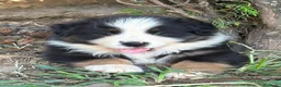 Pastor Australiano perros en venta: Excelente camada de Pastor Australiano  - Anuncio 10