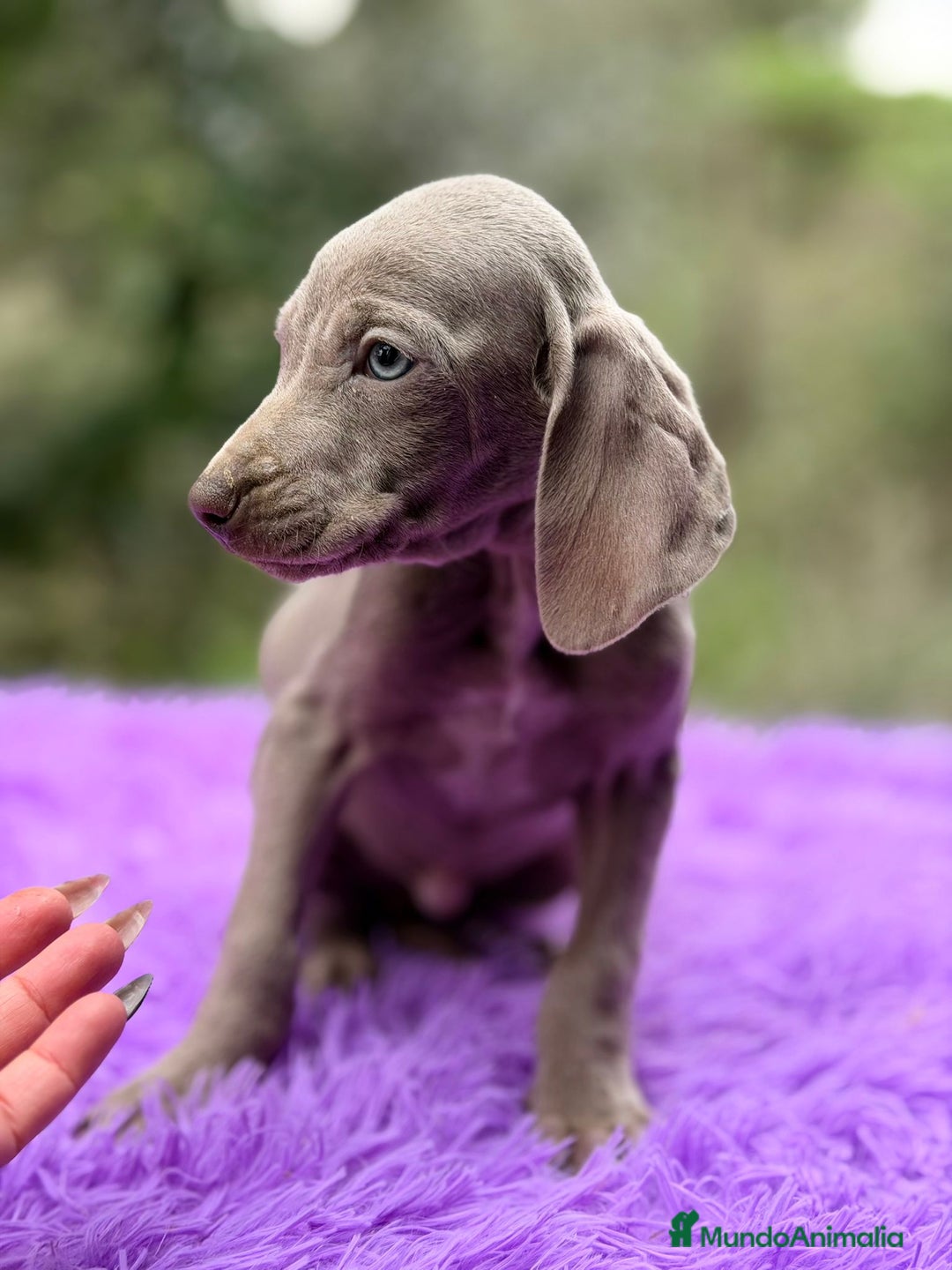 Weimaraner perros en venta: Braco de weimar hembra - Anuncio 5