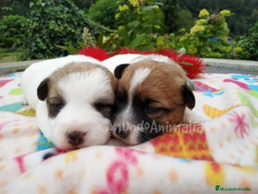 Imagen de galería {{count}}