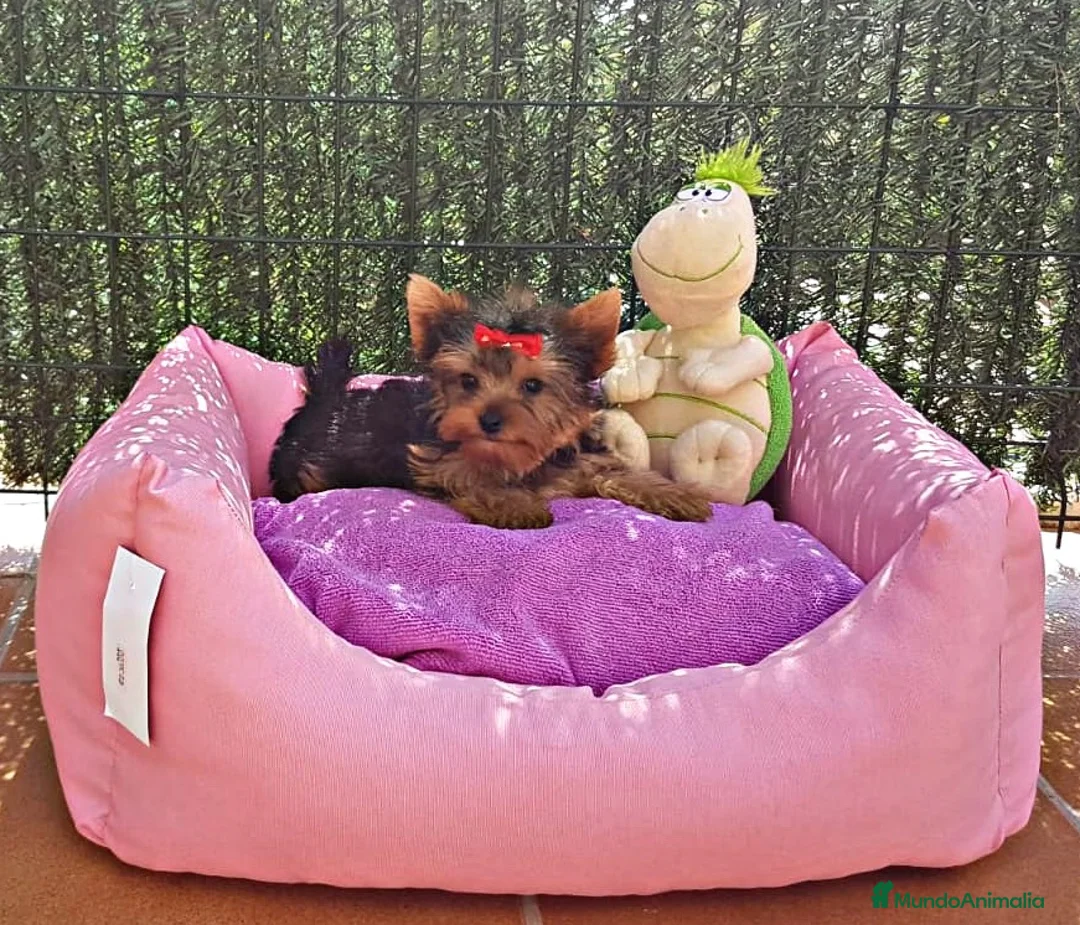 Yorkshire Terrier perros en venta: Yorkshire  en Barcelona - Anuncio 5