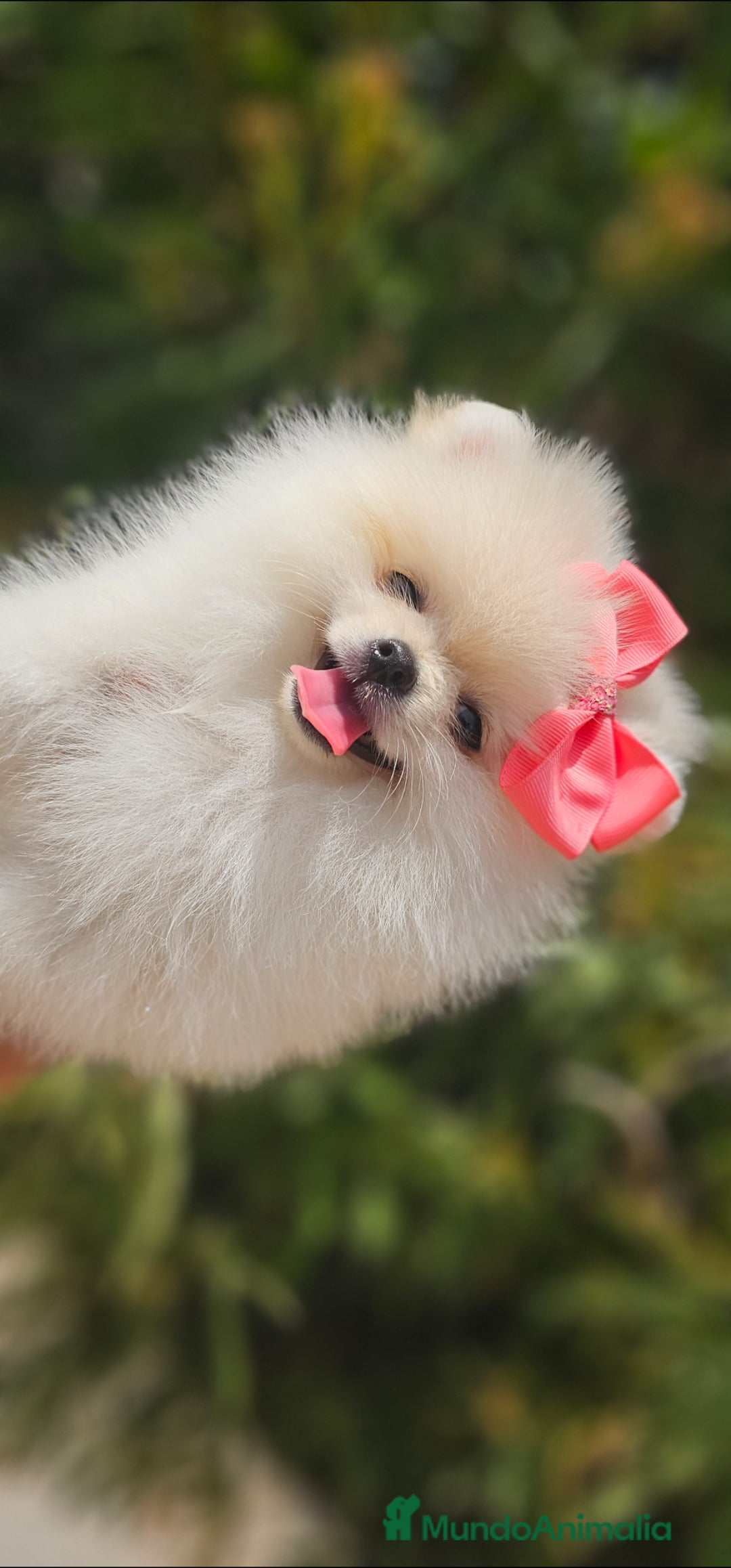 Pomerania perros en venta: Preciosa cachorrita Pomerania  - Imagen 4