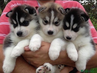 Husky Siberiano perros - Anuncio 2