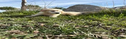 Golden Retriever perros en venta: Golden Retriever  - Anuncio 11