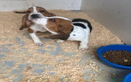 Basset Hound perros en venta: Último BASSET HOUND  - Anuncio 6