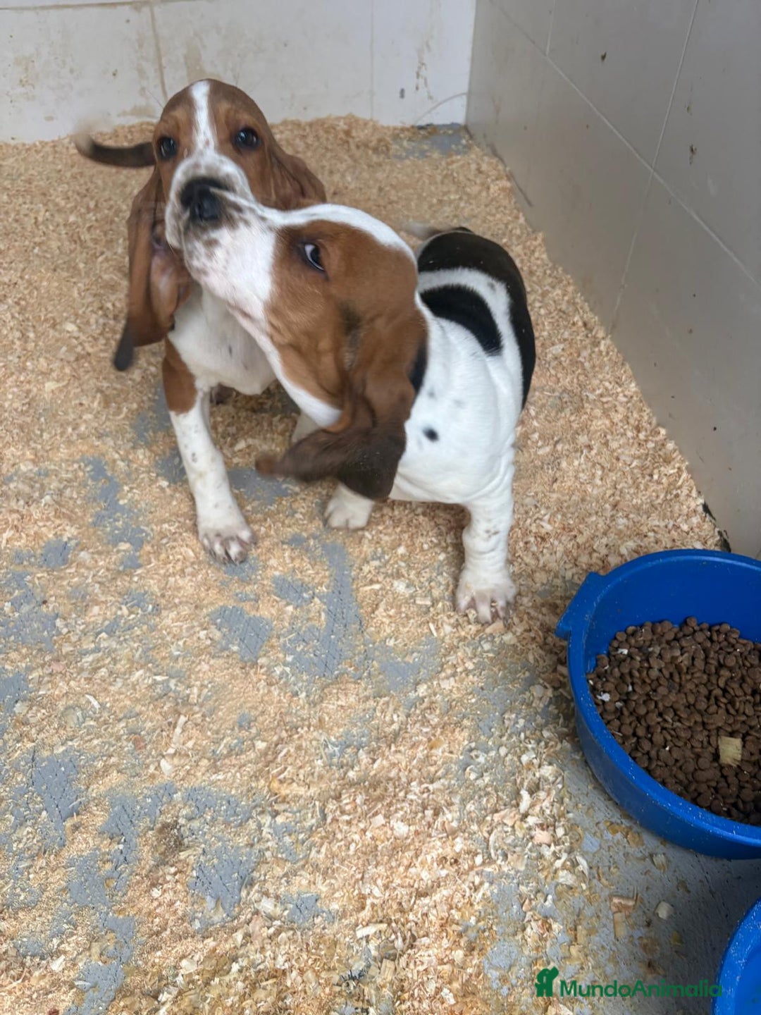 Basset Hound perros en venta: Último BASSET HOUND  - Anuncio 6