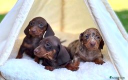 Teckel perros en venta: ESPECTACULAR CACHORROS TECKEL ARLEQUÍN Y CHOCOLATE - Imagen 3