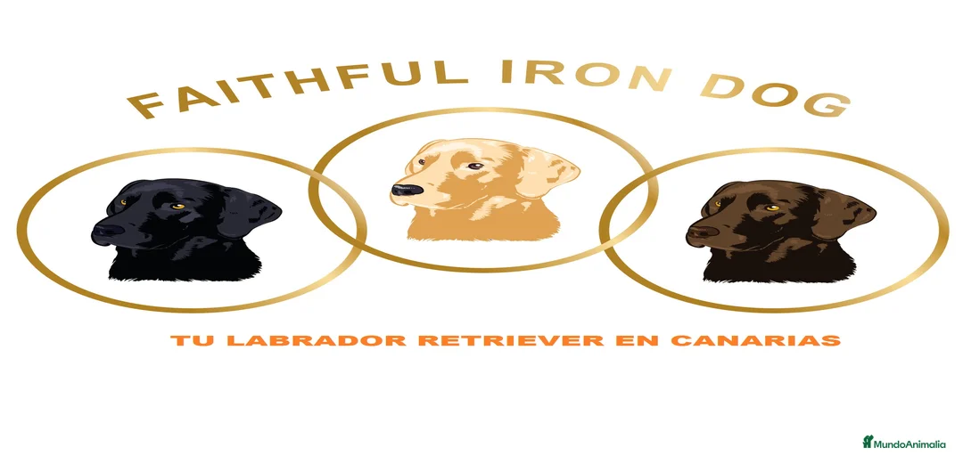 Imagen de galería {{count}}