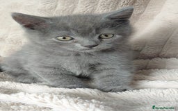 Británico de Pelo Corto Azul gatos en venta: British Blue  - Imagen 1