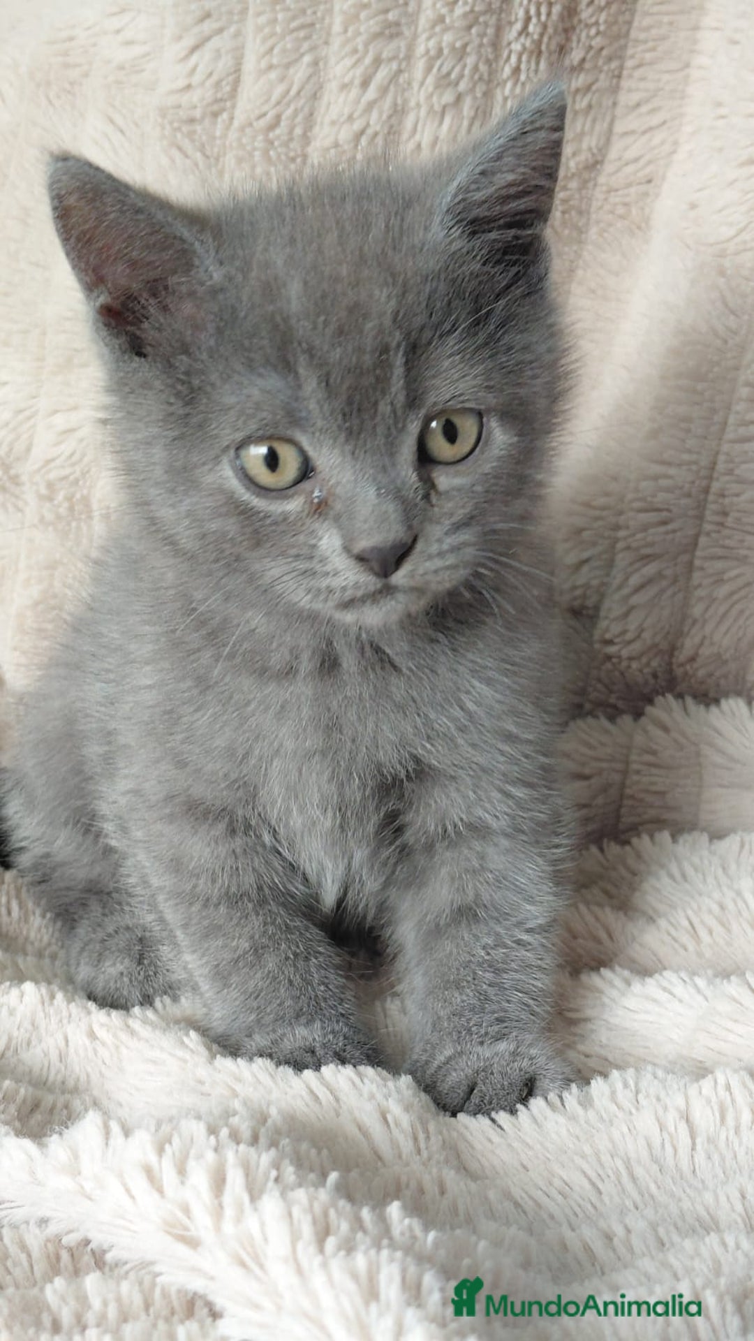 Británico de Pelo Corto Azul gatos en venta: British Blue  - Imagen 1