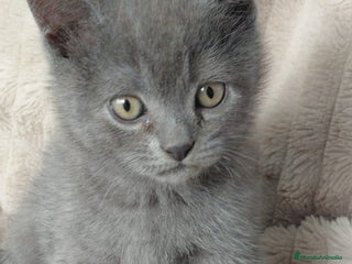 Británico de Pelo Corto Azul gatos - Anuncio 6