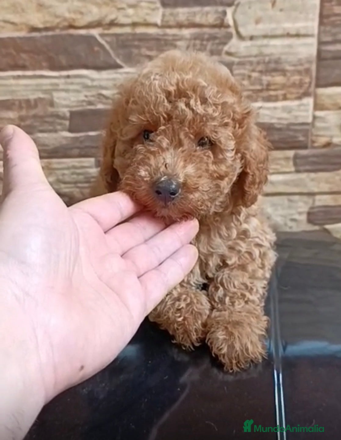 Caniche Toy perros Caniche toy - Anuncio 1