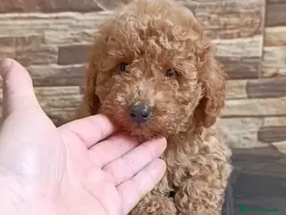 Caniche Toy perros Caniche toy - Anuncio 1