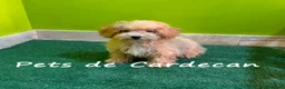 Maltipoo perros en venta: MALTIPOO MACHOS CACHORROS - Anuncio 2