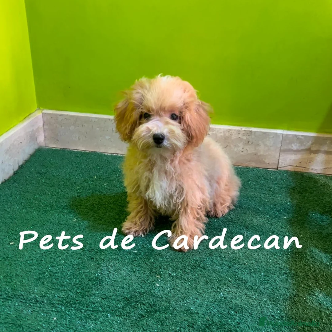 Maltipoo perros en venta: MALTIPOO MACHOS CACHORROS - Anuncio 2