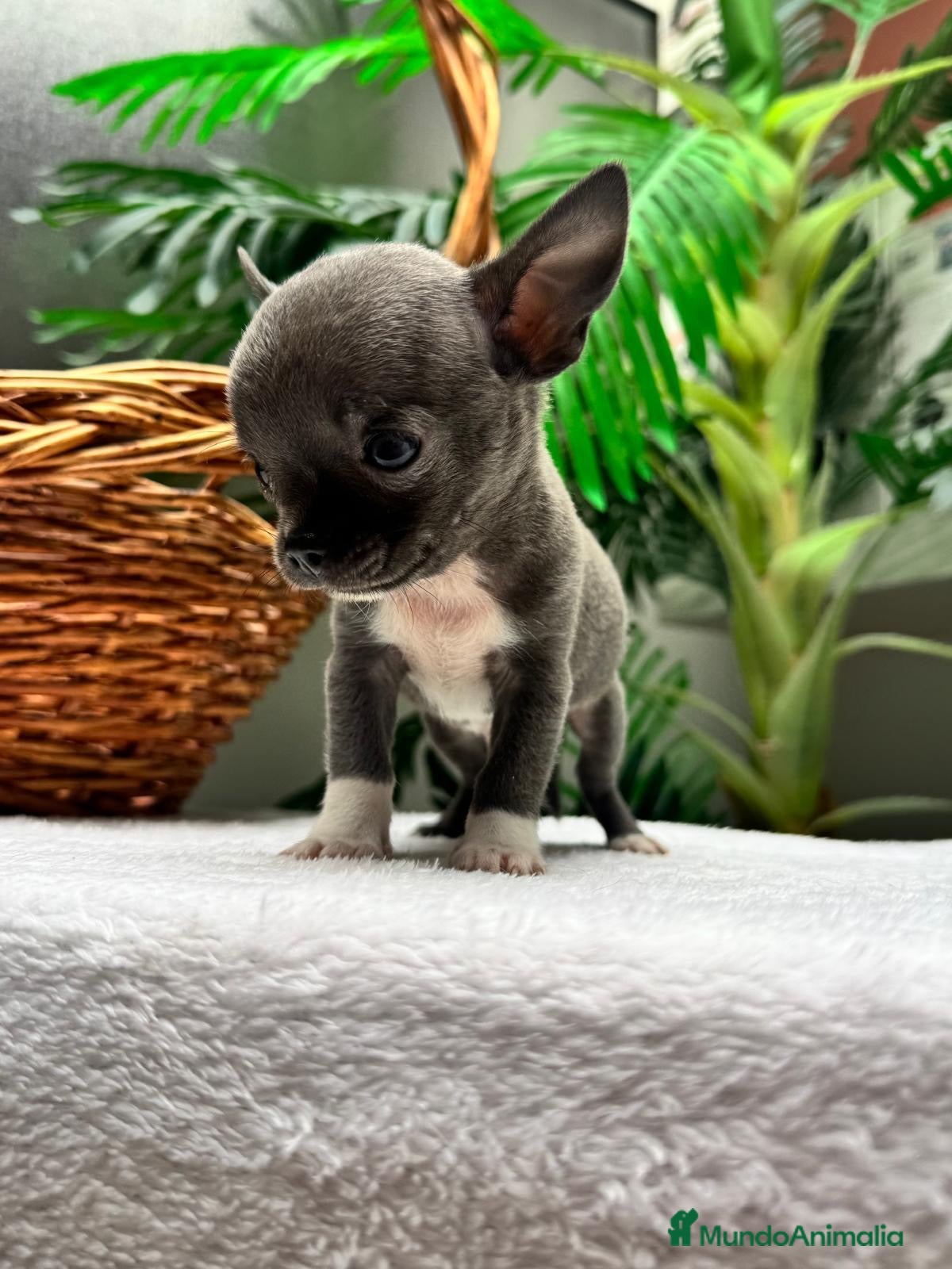 Chihuahua perros 🐾 CHIHUAHUA BLUE 🐾   - Anuncio 1