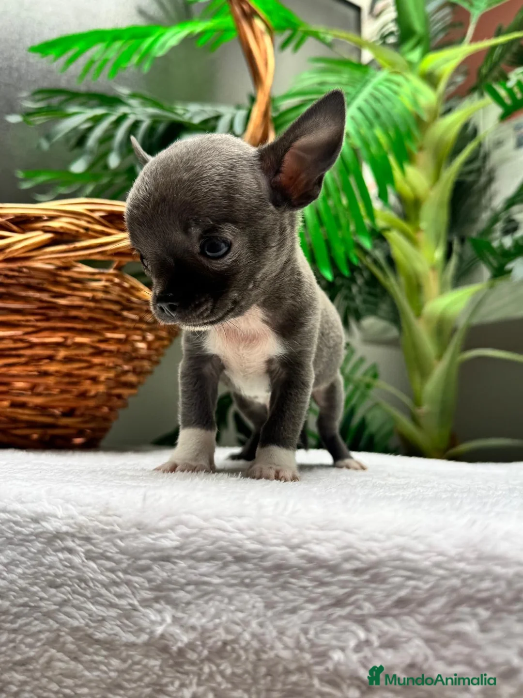Chihuahua perros en venta: 🐾 CHIHUAHUA BLUE 🐾   - Anuncio 1
