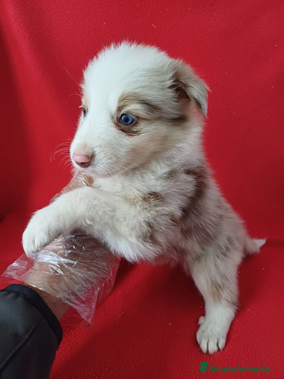 Border Collie perros en venta: Border Collie Merle  - Anuncio 2