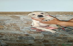 Labrador Retriever perros en venta: Labrador retriever  - Imagen 1