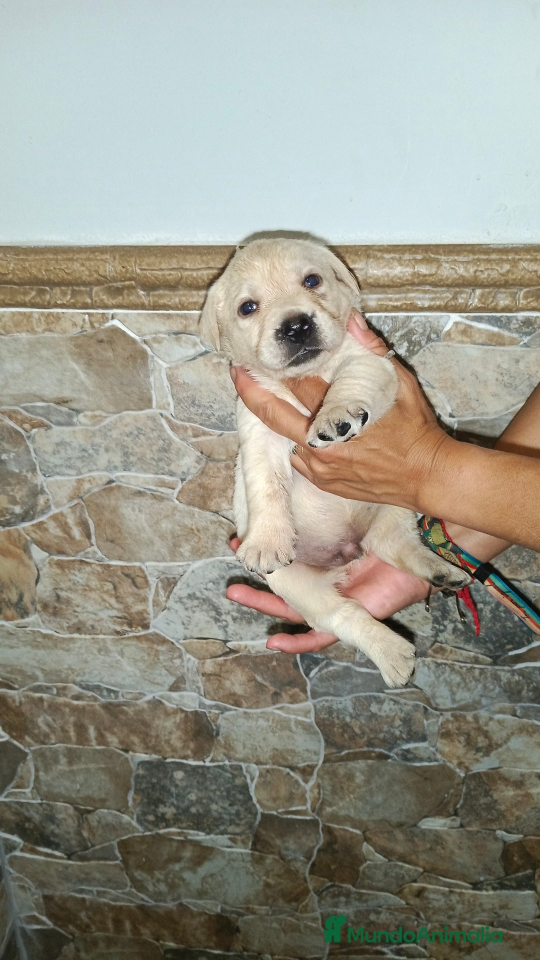 Labrador Retriever perros en venta: Labrador retriever  - Imagen 1