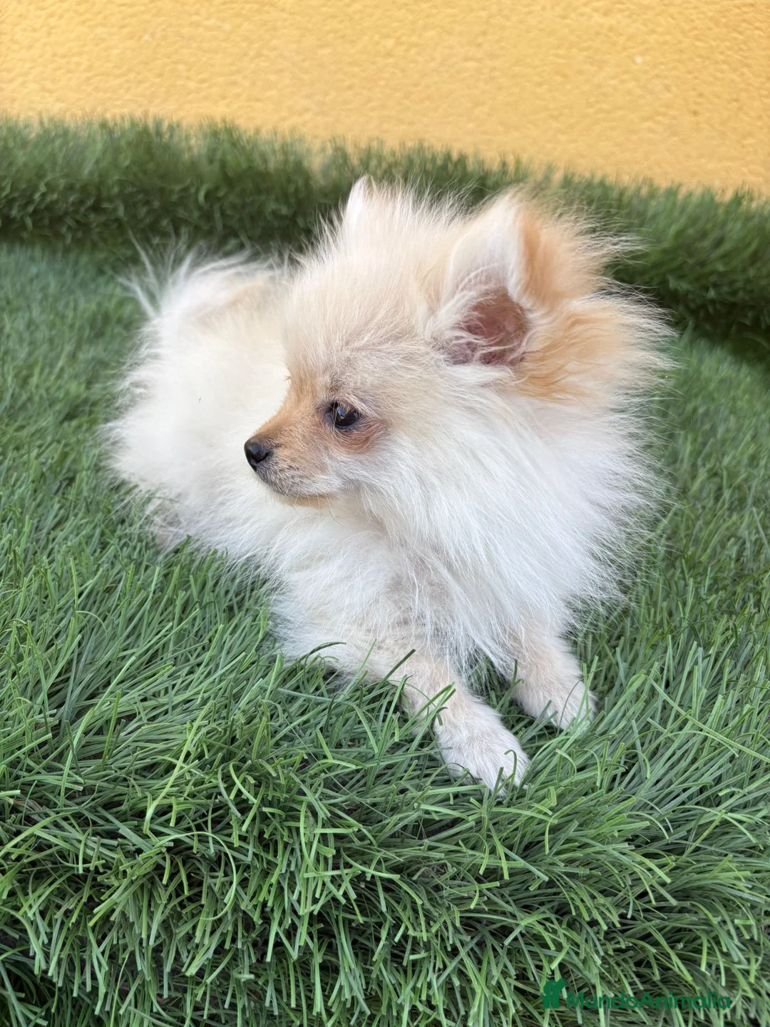 Pomerania perros en venta: lulu de Pomerania micro toy macho  - Anuncio 5