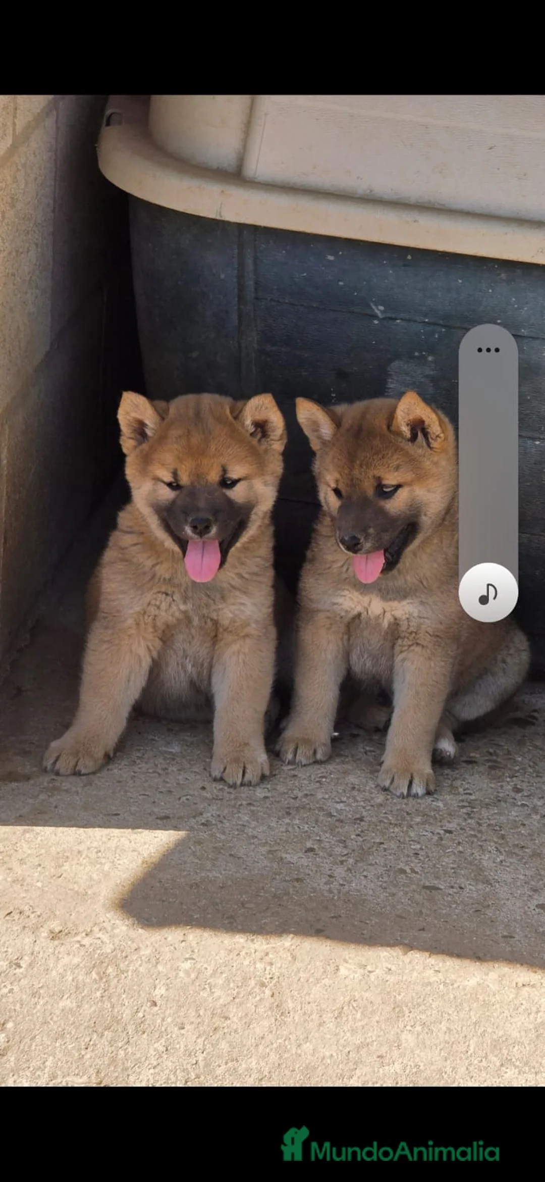 Akita Inu perros en venta: Akita inu - Anuncio 1