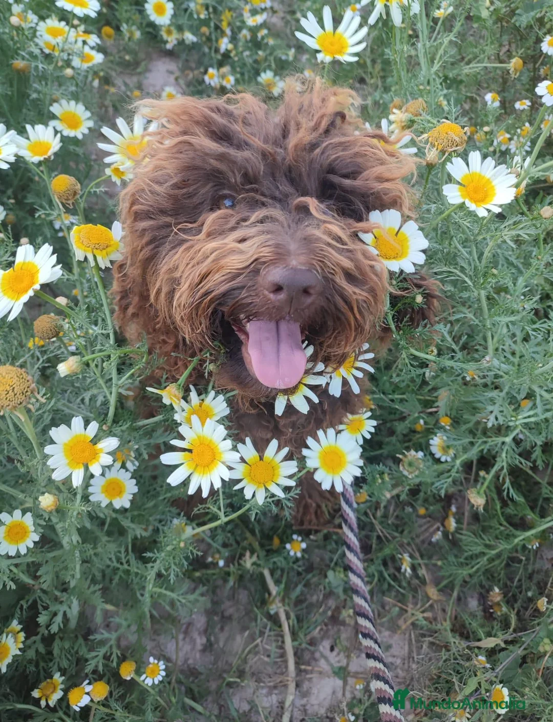 Perro de Agua Español perros en venta: 🐾 CACHORROS DE PERRO DE AGUA ESPAÑOL 🐾 - Anuncio 1
