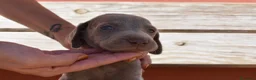 Weimaraner perros en venta: Cachorritos de Weimaraner disponibles! en Castellón - Anuncio 3