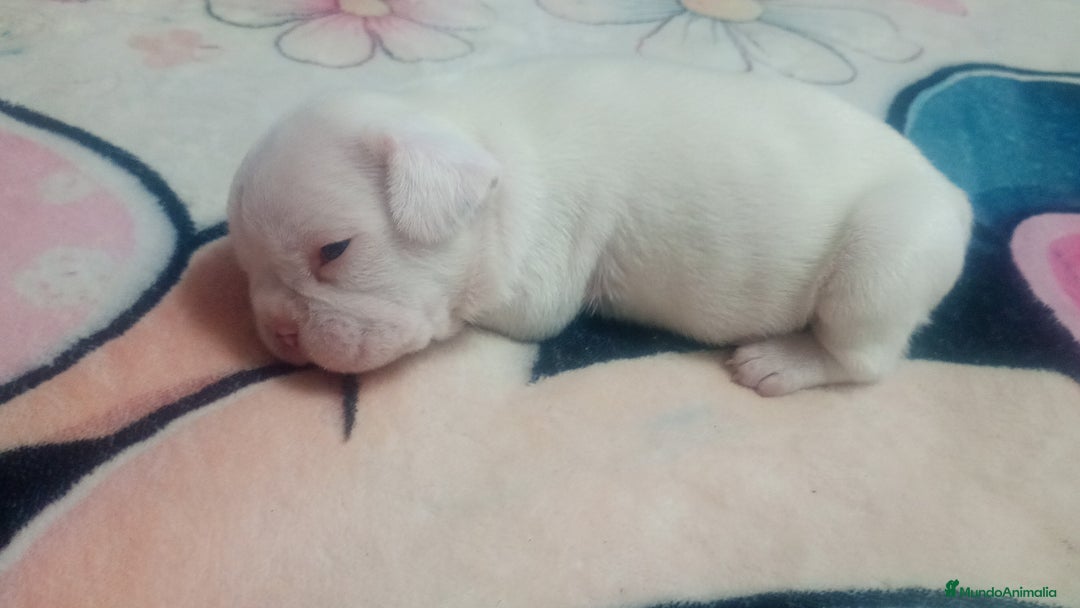 Bulldog Francés perros en venta: Macho bulldog francés  - Anuncio 1