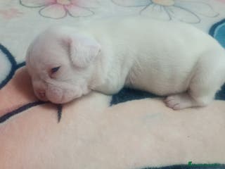 Bulldog Francés perros Macho bulldog francés - Anuncio 29