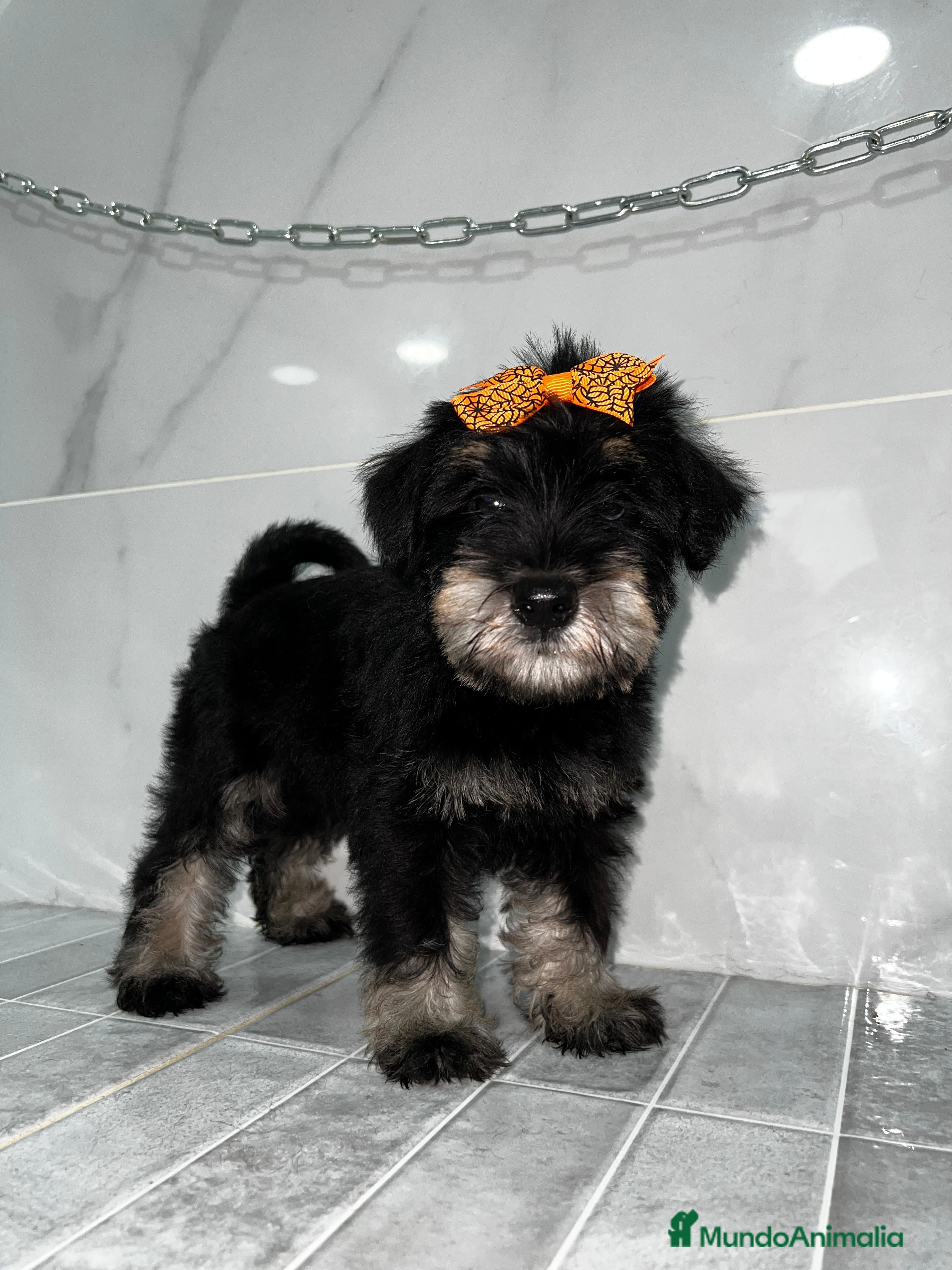 Schnauzer Miniatura perros Schnauzer mini schnauzer mini schnauzer mini - Anuncio 1