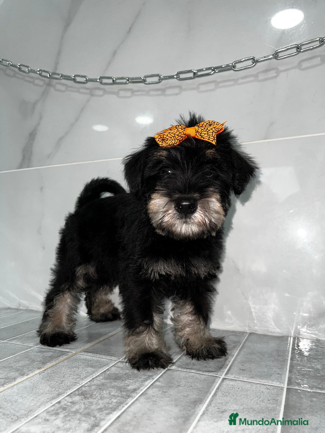 Schnauzer Miniatura perros en venta: Schnauzer mini schnauzer mini schnauzer mini - Anuncio 1