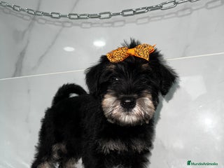 Schnauzer Miniatura perros Schnauzer mini schnauzer mini schnauzer mini - Anuncio 1