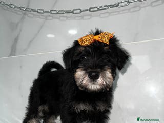 Schnauzer Miniatura perros Schnauzer mini schnauzer mini schnauzer mini - Anuncio 1