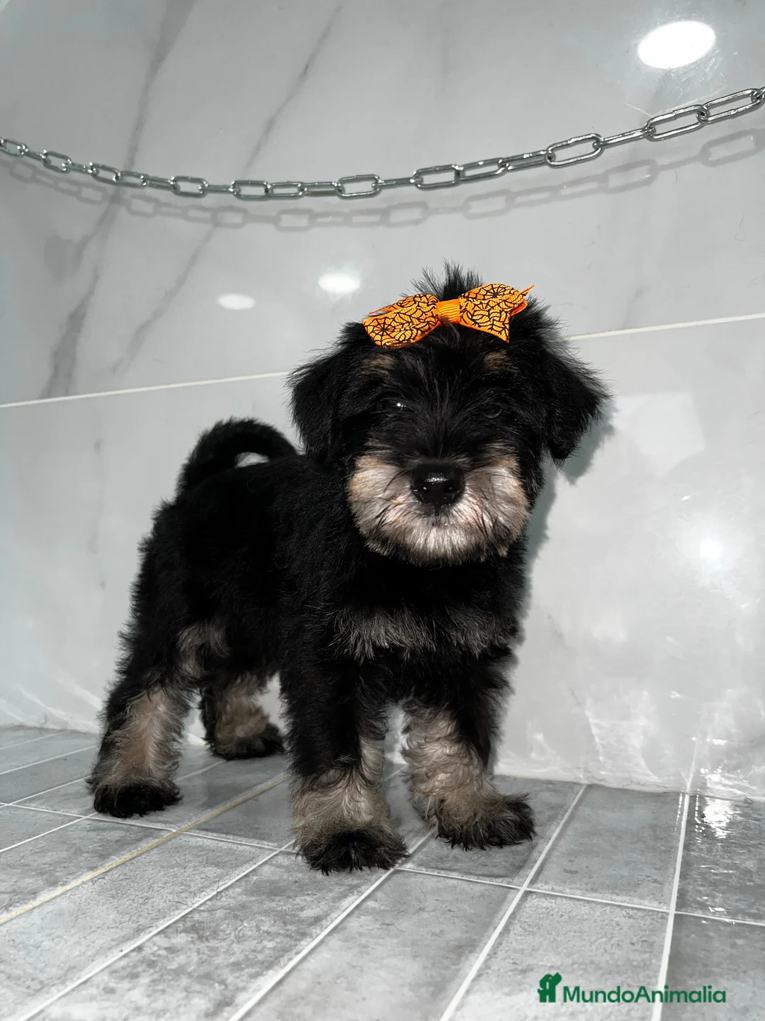 Schnauzer Miniatura perros en venta: Schnauzer mini schnauzer mini schnauzer mini - Anuncio 1