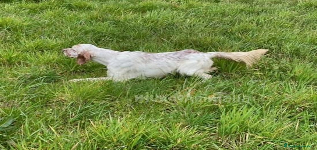 Imagen de galería {{count}}