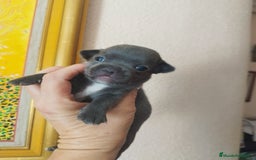 Chihuahua perros en venta: CHIHUAHUAS TOYS BLUE  - Imagen 6