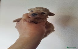 Caniche Toy perros en venta: CANICHES TOYS CALIDAD Y SELECCIÓN  - Imagen 11