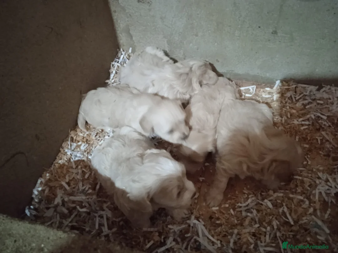 Maltipoo perros en venta: Maltipoo  - Anuncio 2