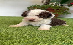 Perro de Agua Español perros en venta: PERRO DE AGUA ESPAÑOL MACHO - Imagen 14