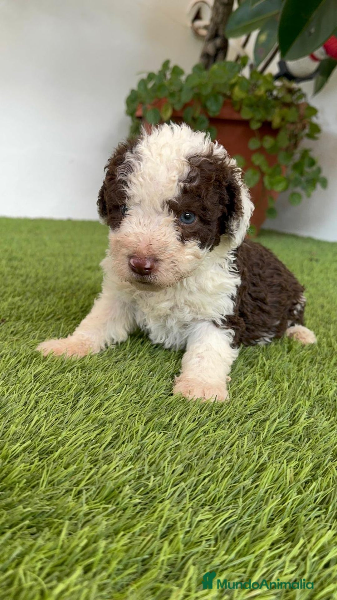Perro de Agua Español perros en venta: PERRO DE AGUA ESPAÑOL MACHO - Imagen 14